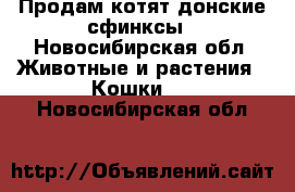 Продам котят-донские сфинксы - Новосибирская обл. Животные и растения » Кошки   . Новосибирская обл.